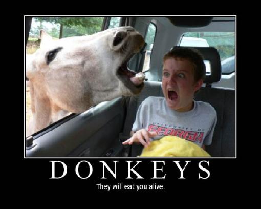 Funny%2BDonkey%2B%25281%2529.jpg