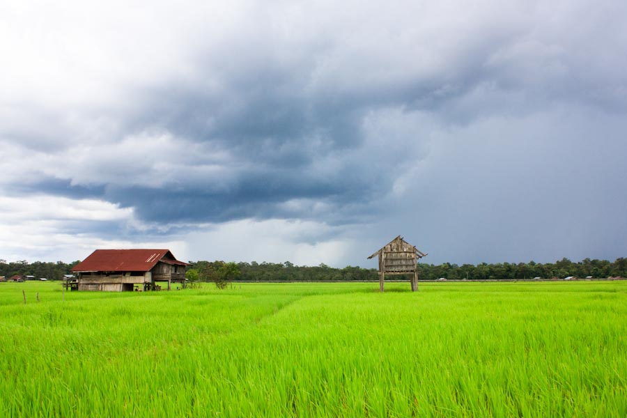 rice-field-laos.jpg