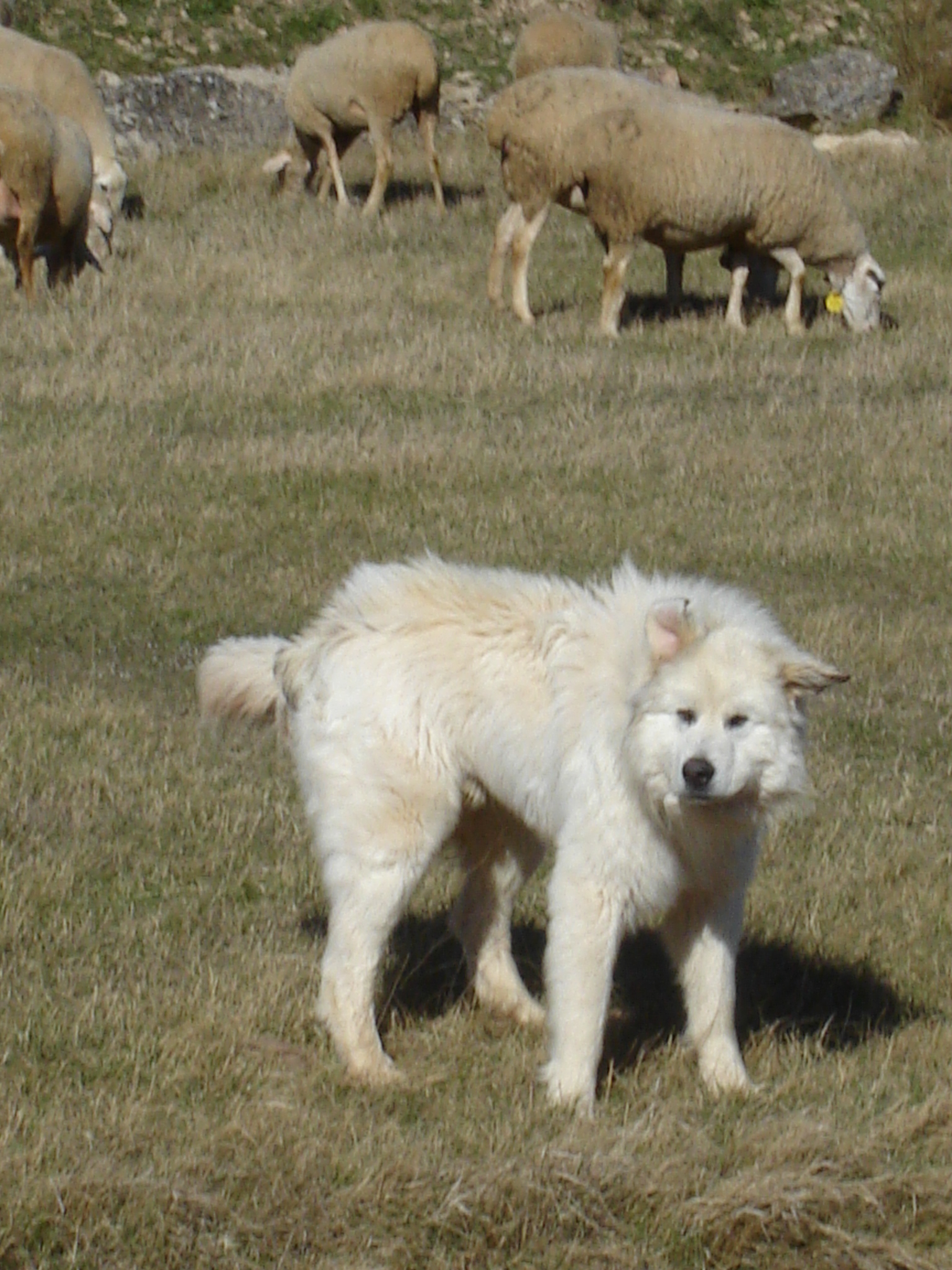 Pyreneean_Mountain_dog_guarding_sheep.jpg