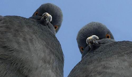 angry-pigeons.jpg