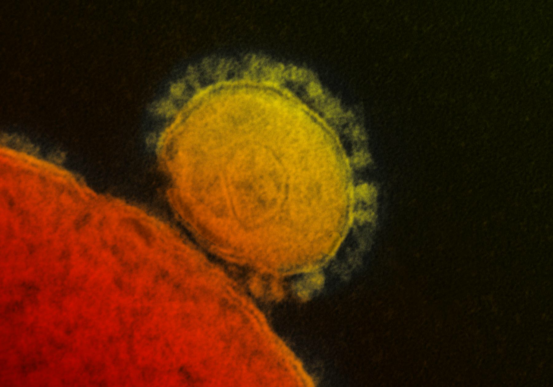 coronavirus thumb.png