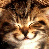 avatars-cats-542260.gif