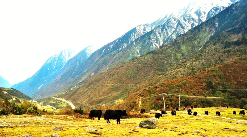 yumthang-valley.jpg