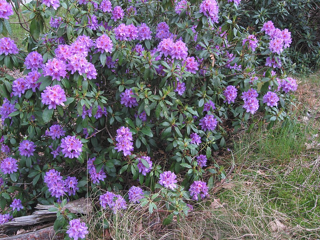 1024px-Pontische_rododendron_struik_%28Rhododendron_ponticum%29.jpg