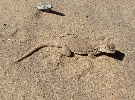 mojave%20fridge%20toed%20lizard.jpg