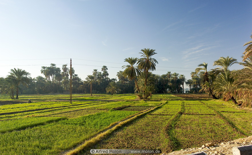 01%20Irrigated%20fields%20and%20date%20palms.jpg