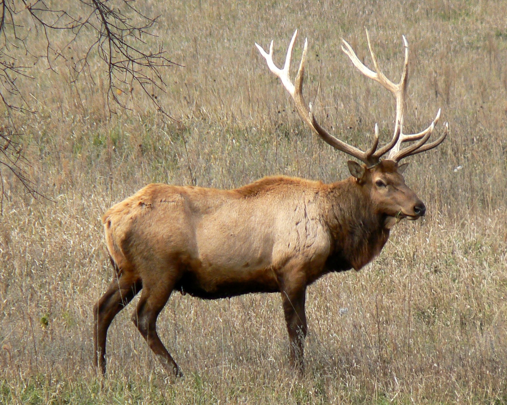 Rocky_Mountain_Bull_Elk.jpg