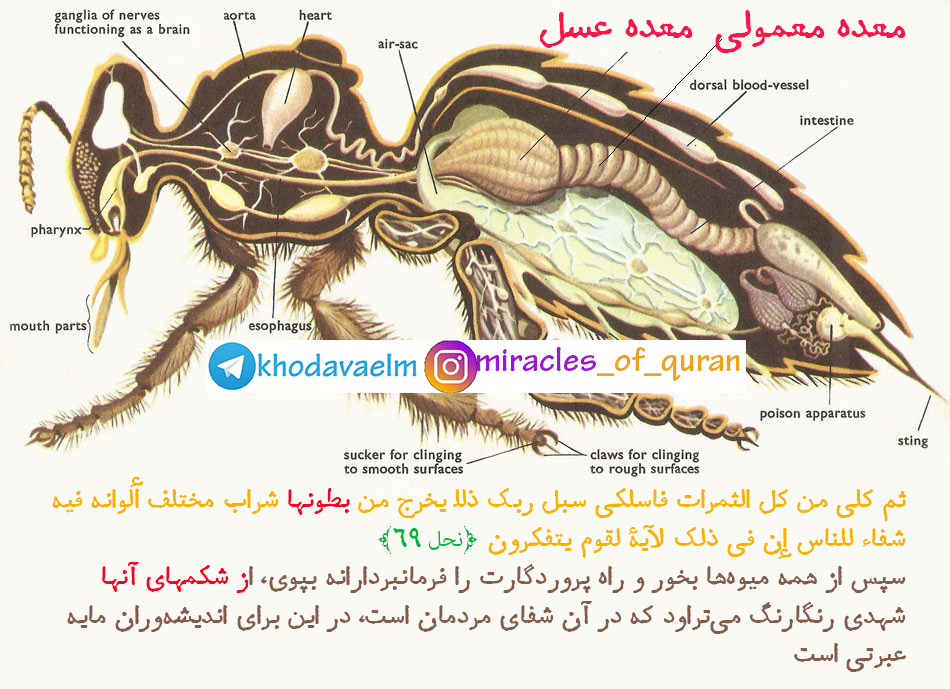 bee_internal_anatomy.jpg