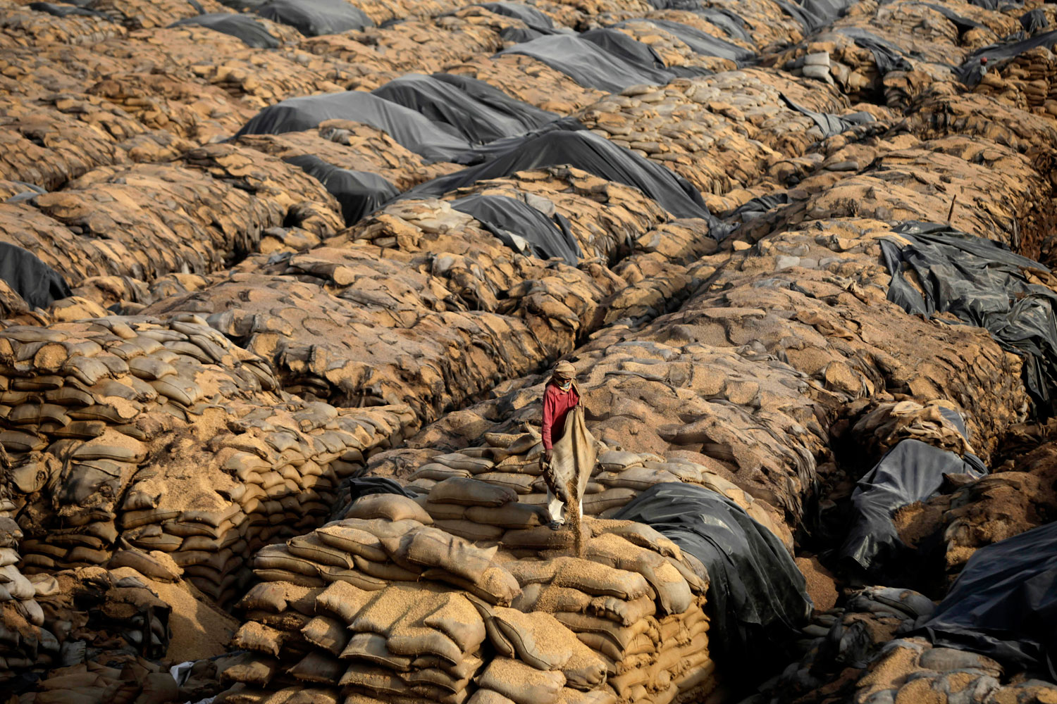 india-rotting-grain2.jpg