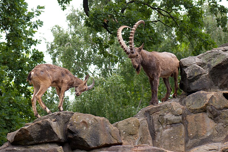 800px-Siberian_Ibex.jpg