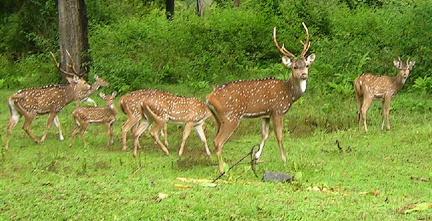 Chital_herd.jpg