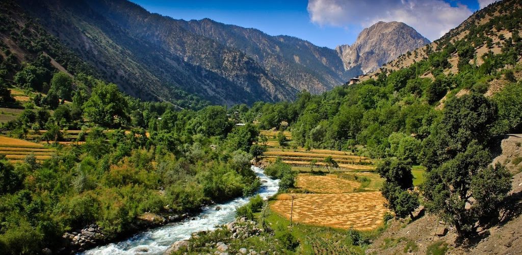 Free wild, fruit plants distributed to the locals in Kalash Valley, Chitral