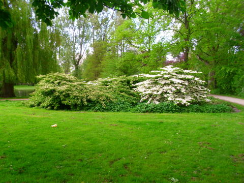 hibiscus-garden.jpg