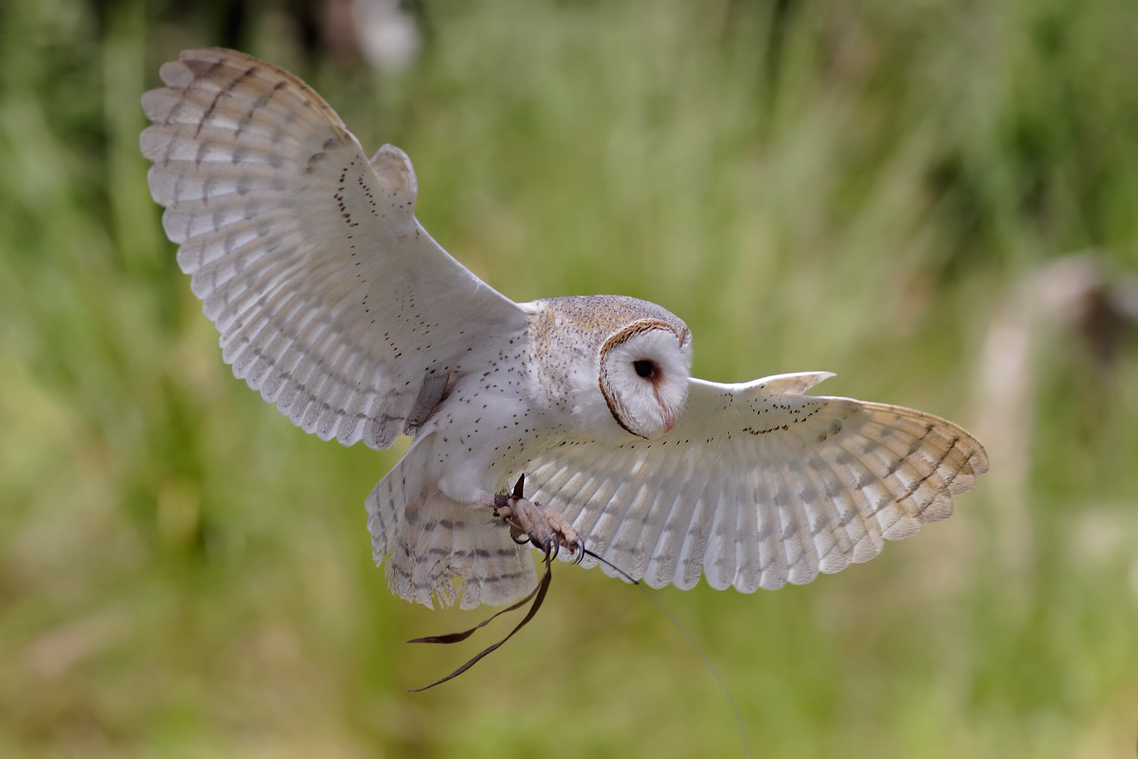 Australian_barn_owl.jpg