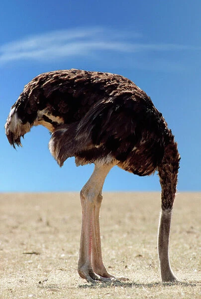 jd-6883-m_ostrich_with_head_in_sand_3731738.jpg