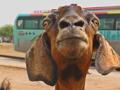 goat-closeup-pakistan-2677867966.jpg