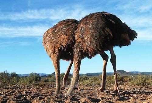 ostrich.jpg