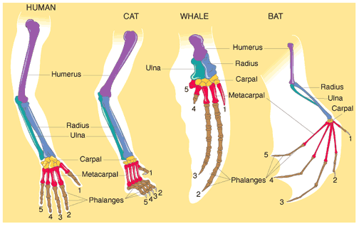 companatomy.gif