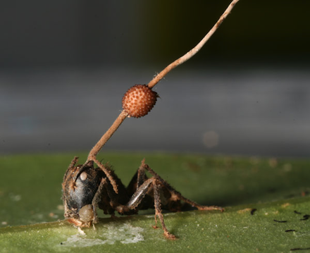 Cordyceps_on_ant.png