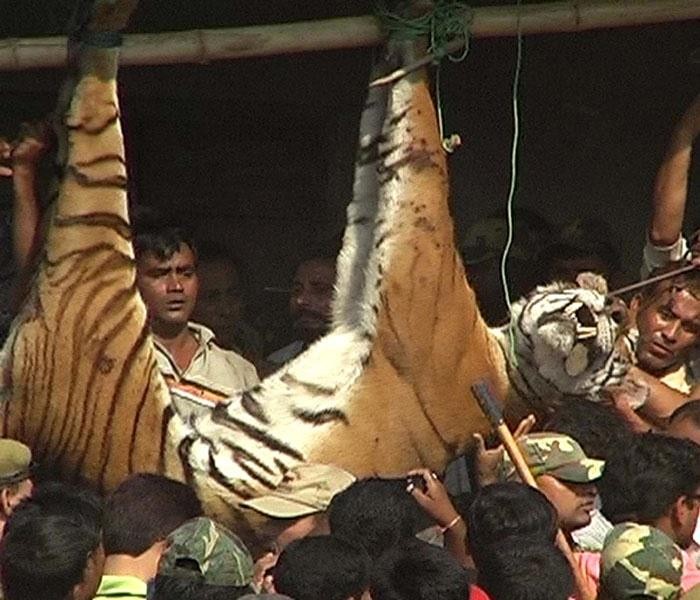 big-cats-tiger-slaughtered7.jpg