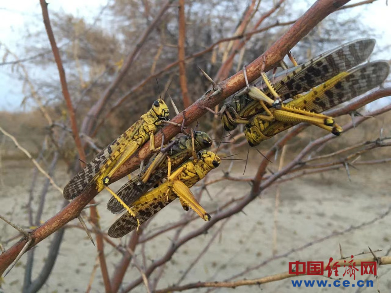 Pak-China desert locust control coop protect food security in Pakistan