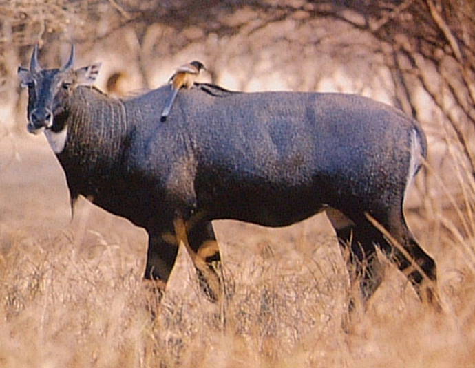 nilgai.jpg