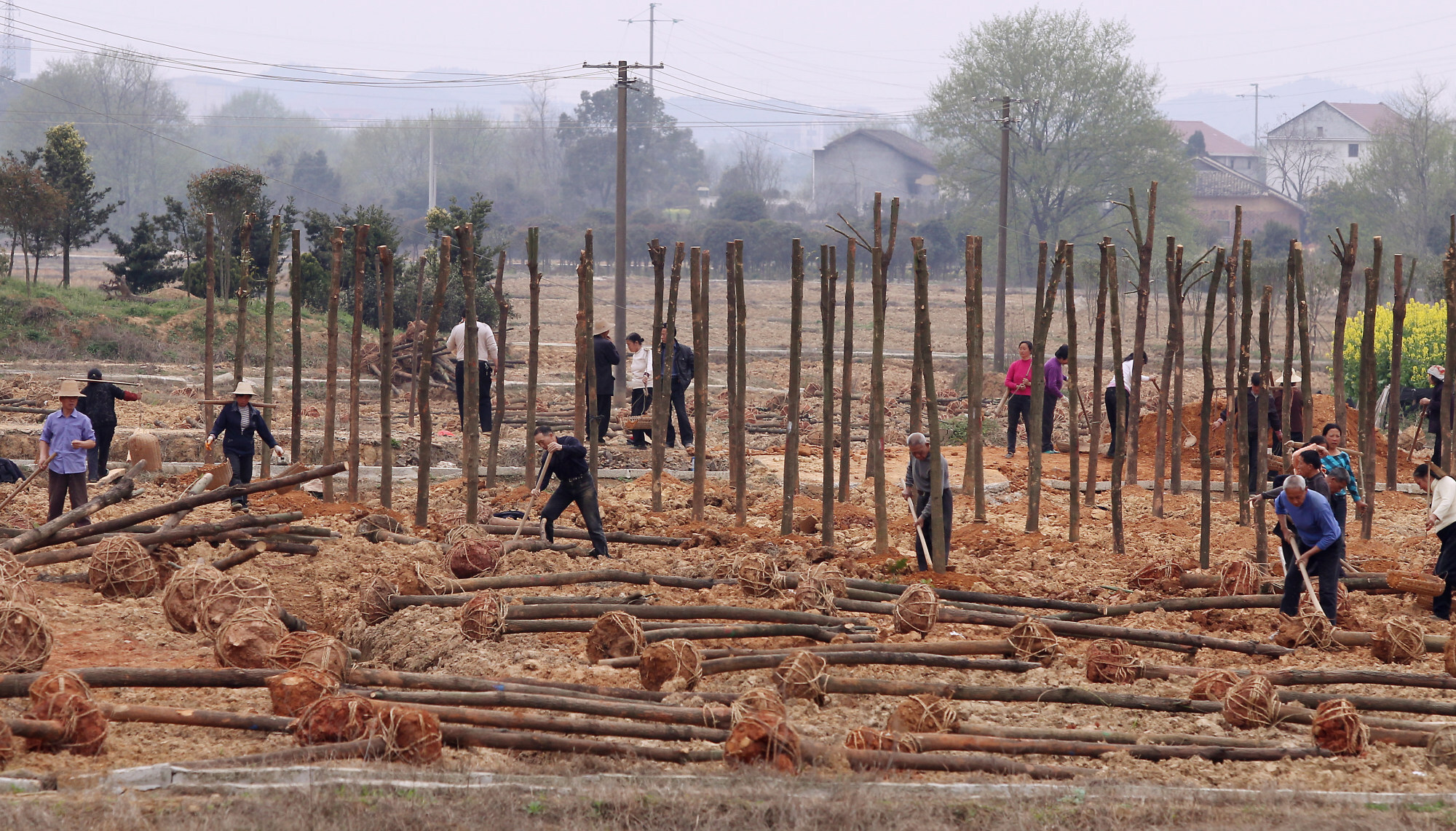 Villagers planted trees in cadmium polluted farmland in Shuangqiao village of Liuyang city in Hunan province on 30 March 2011. Photo: Simon Song