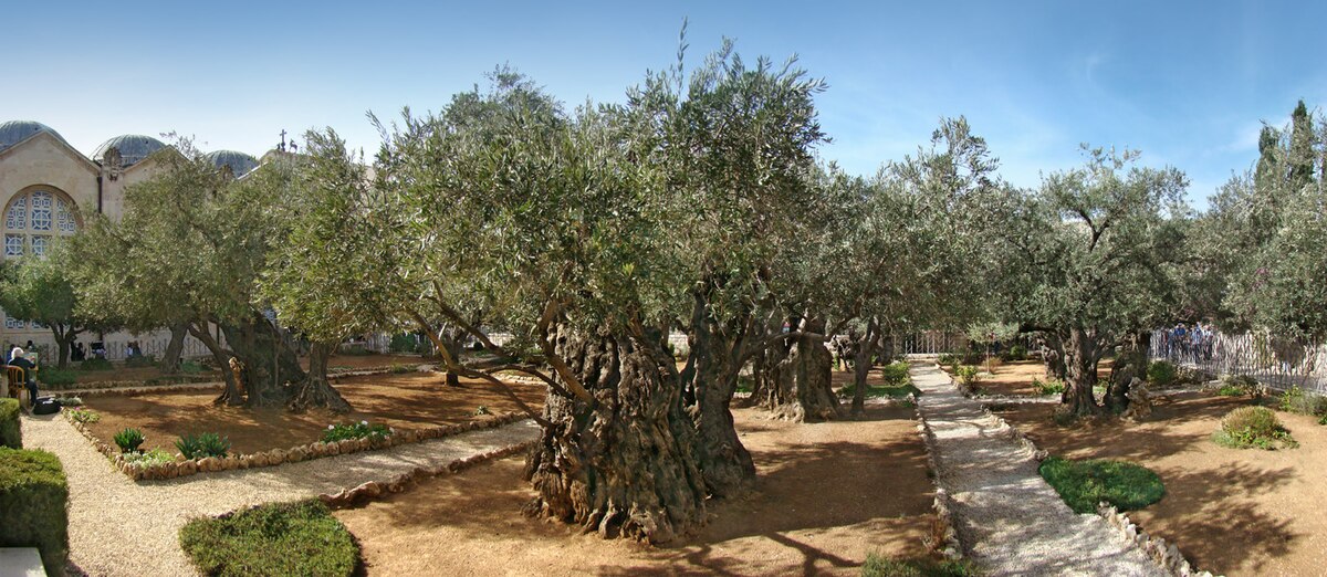 1200px-Jerusalem_Gethsemane_tango7174.jpg