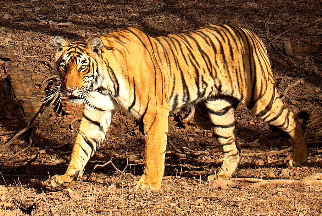 1024px-Tiger_in_Ranthambhore.jpg