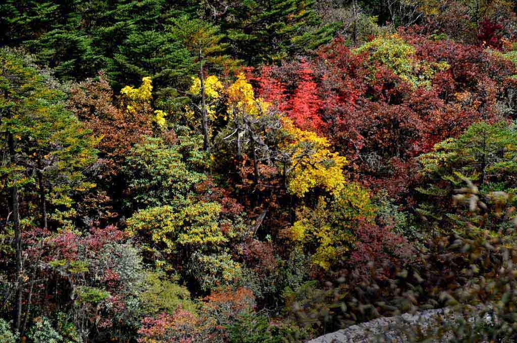 flowers-yumthang-2.jpg