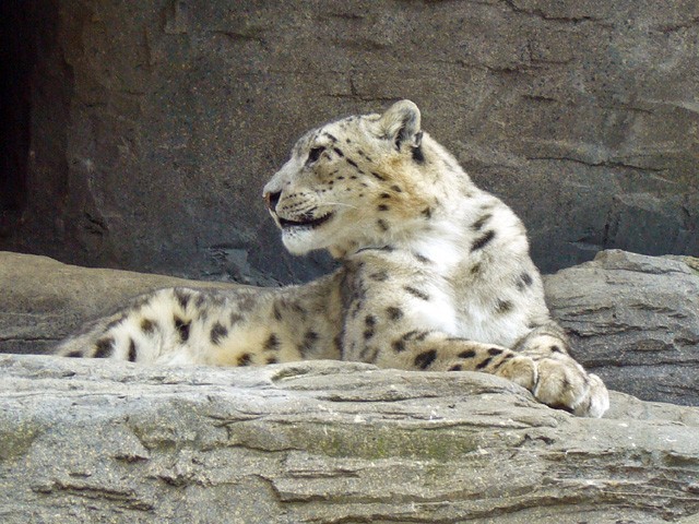 860149-Snowleopard-1427485066-439-640x480.jpg