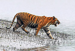 tiger_sundarbans_2679.jpg