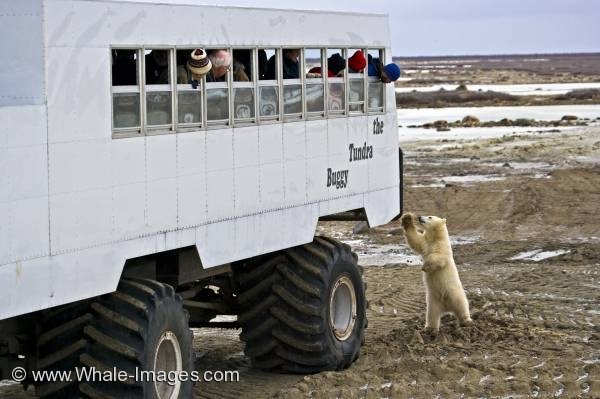 polar-bear-tour-462.jpg