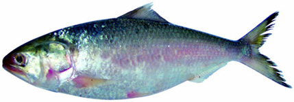 Hilsa.jpg