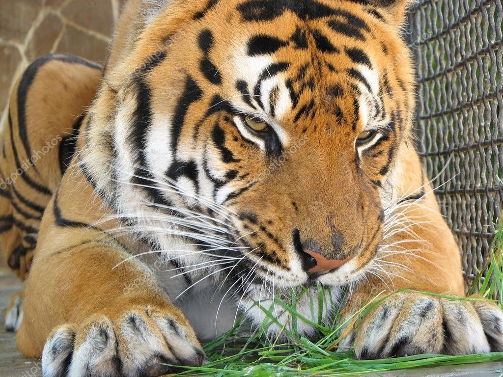 depositphotos_1415119-stock-photo-tiger-eating-the-grass.jpg