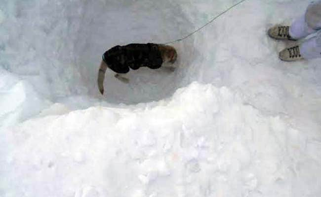 dog-avalanche_650x400_41454998961.jpg