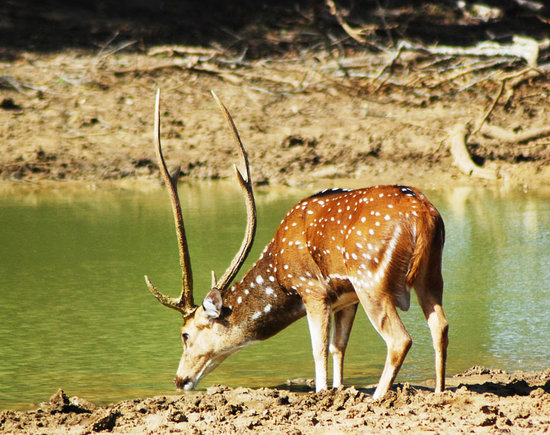 yala-safari-game-lodge.jpg