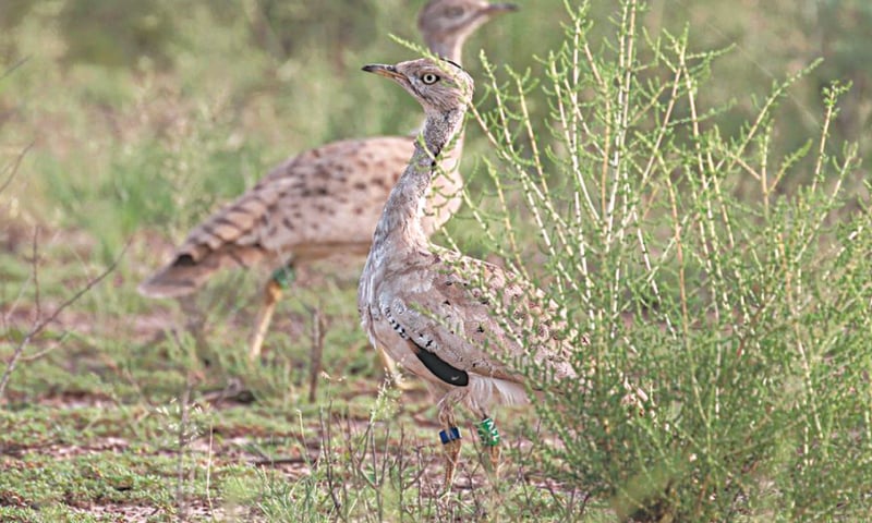 The sources said that the hunters had been allocated certain hunting areas in two provinces — Balochistan and Punjab.