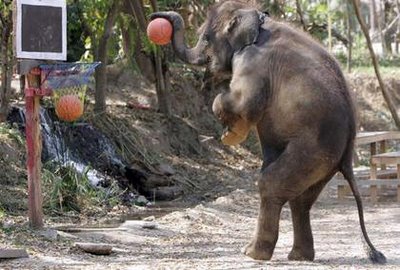 elephant-playing-basketball.jpg