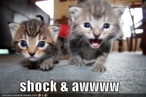 funny-pictures-shock-and-awe-kittens.jpg