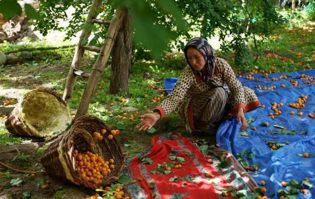 1-Balti-woman-harvesting-apricots