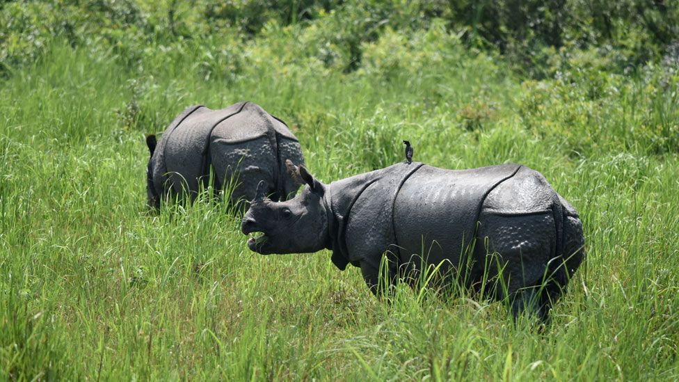 _94228216_rhinos_getty.jpg