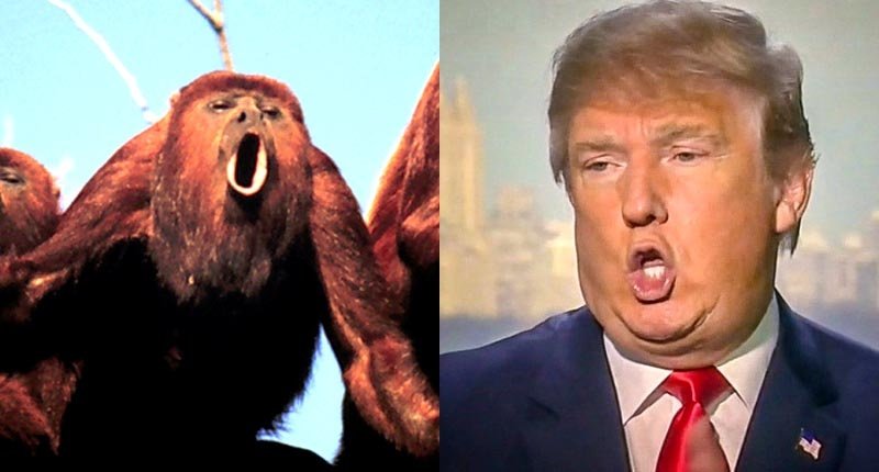 Monkeys-and-Trump1-800x430.jpg