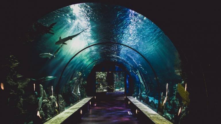 Tunnel-Aquarium-770x433.jpg