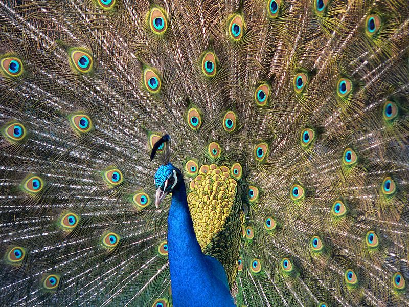 800px-Pfau_imponierend.jpg