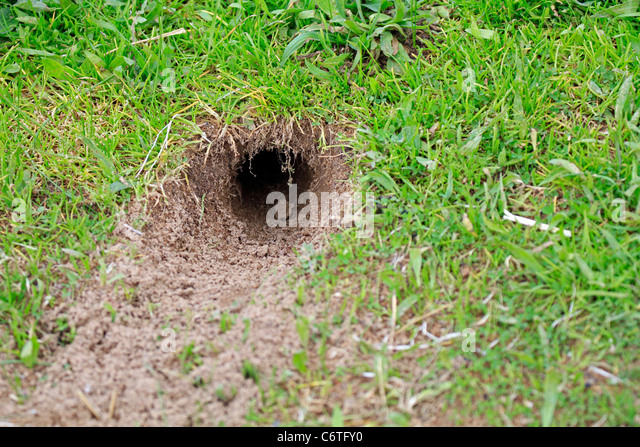 hole-in-ground-presumably-made-by-a-mole-c6tfy0.jpg