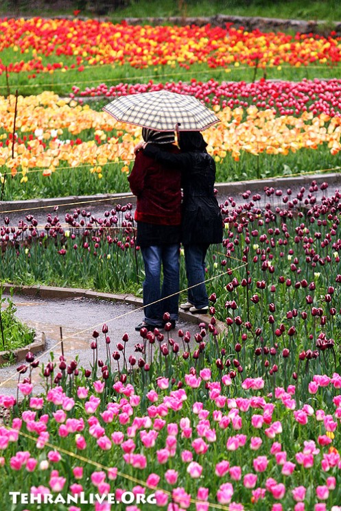 tulips_garden_5.jpg