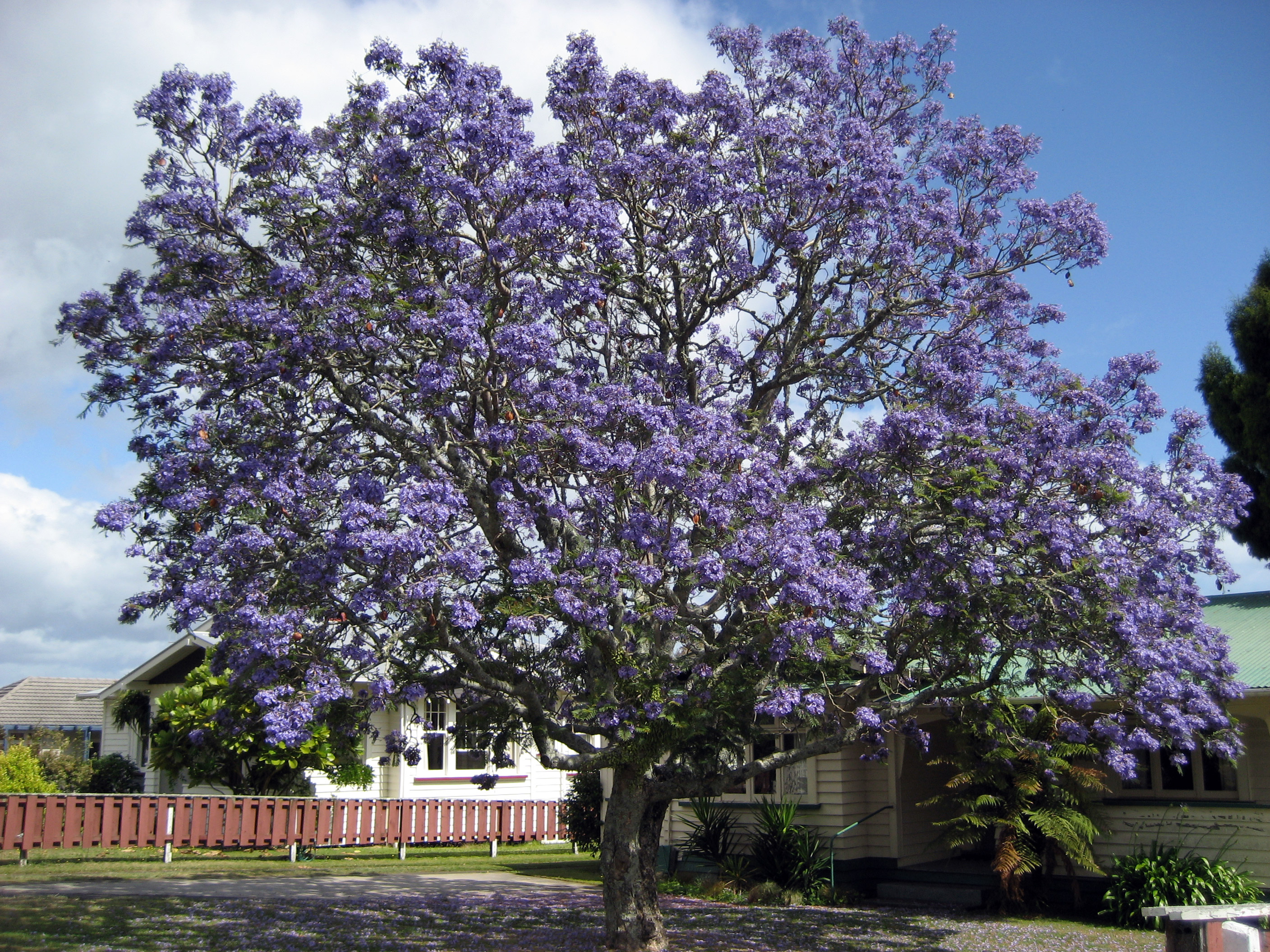 Jacaranda1212.jpg