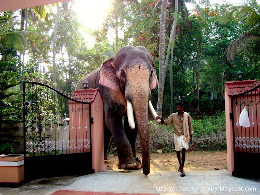 Elephants%20of%20Kerala.JPG