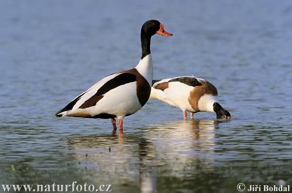 common-shelduck-3307.jpg